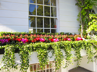 Window boxes