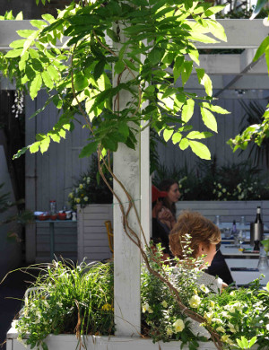 Pomona's summer terrace wisteria (low res)